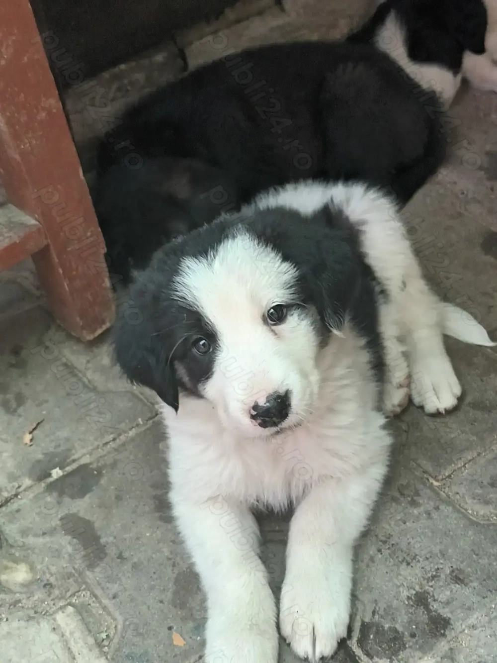 Cățelușe ciobănești românești! Cățelușe ciobănești românești!