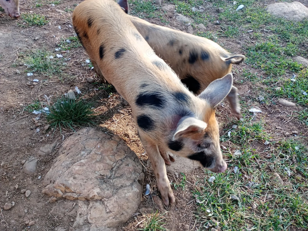 Vând purcei de carne 