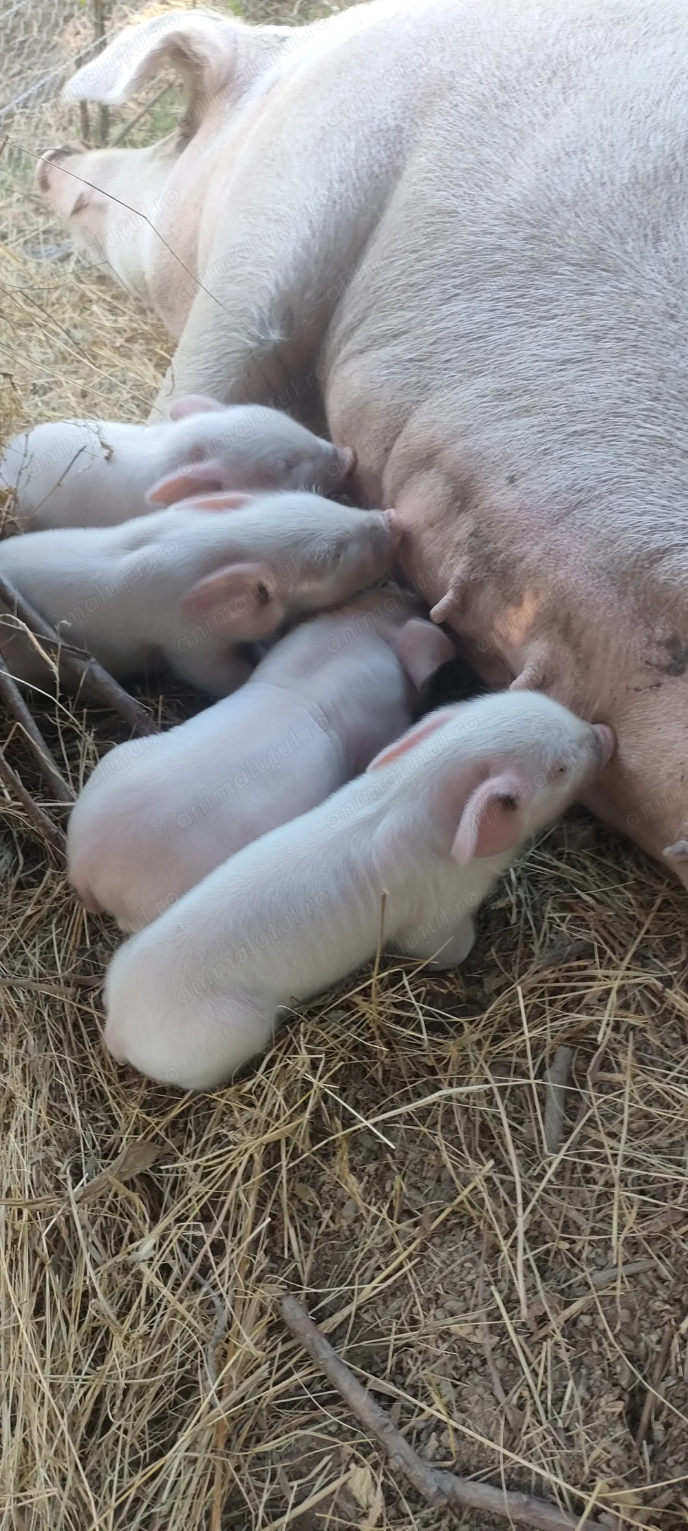 Purceii, godaci, vieri