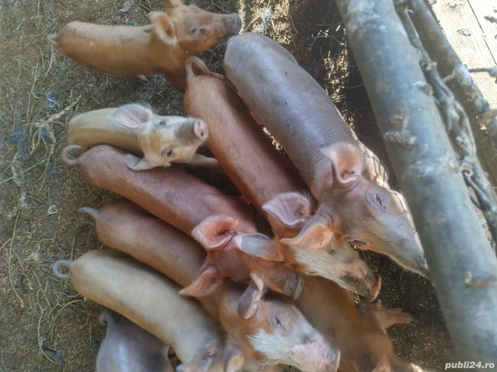 de vânzare  de vânzare