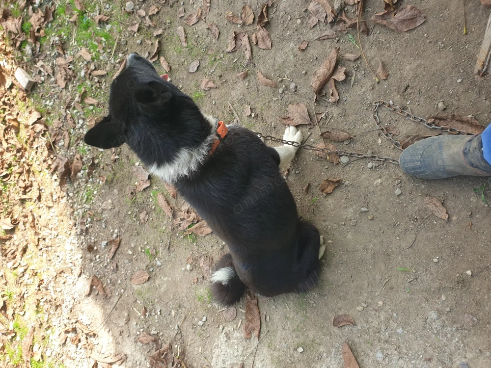 Disponibili karelian bear dog de vanatoare doar vanat negru 