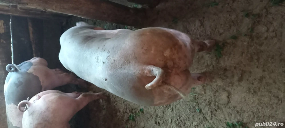 Scrofite petrain belgian 