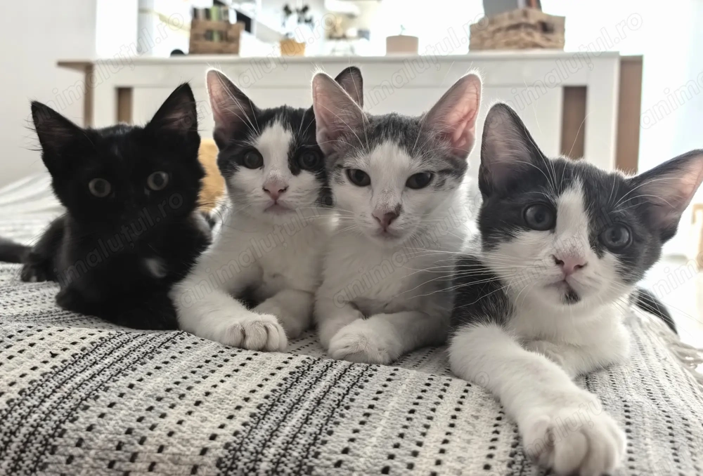 Trei prințese cu mustăți deparazitate intern și extern te caută!