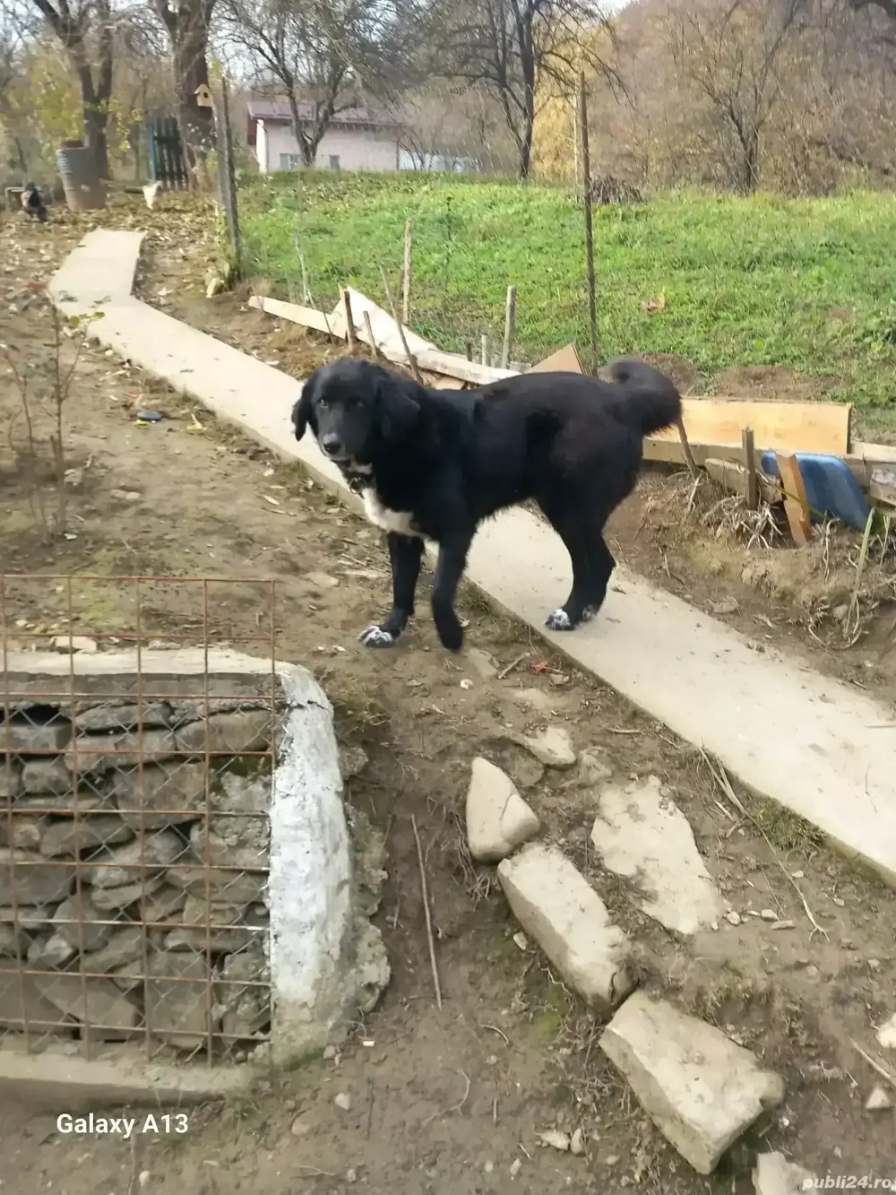 Vând ciobănesc Corb femela, rasă pură !