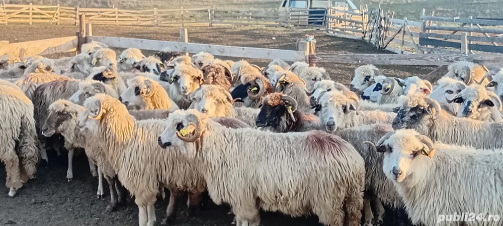 Țurcane de vânzare Țurcane de vânzare