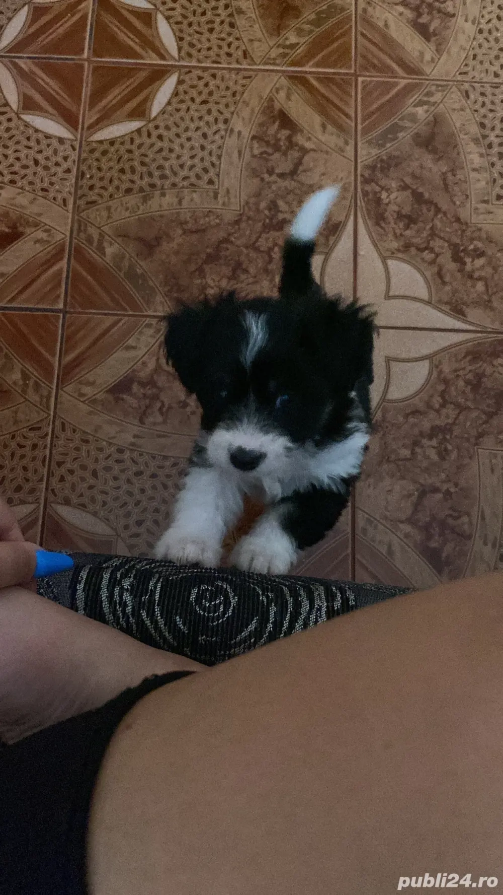 vand bichon  vand bichon