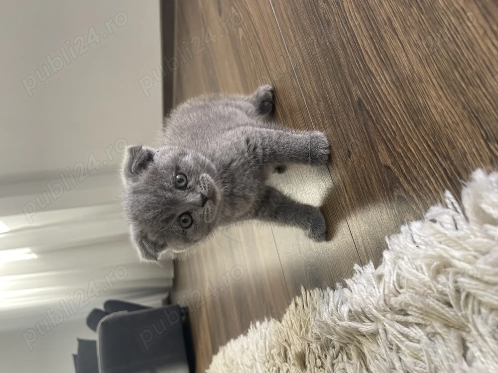 Pui Scottish Fold 