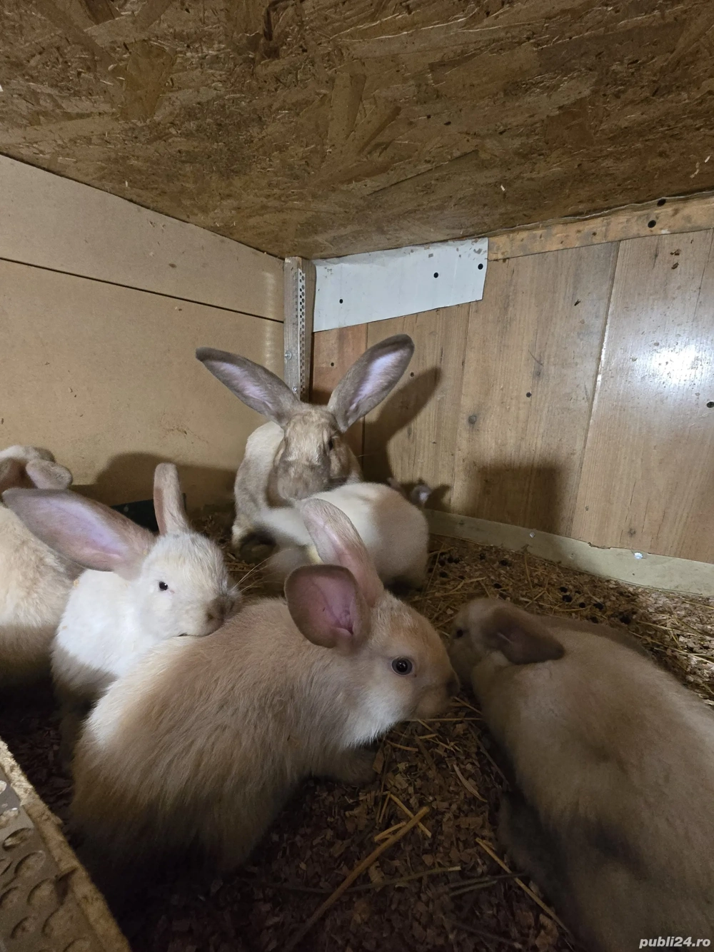 iepurita de vânzare Sacueni  iepurita de vânzare Sacueni