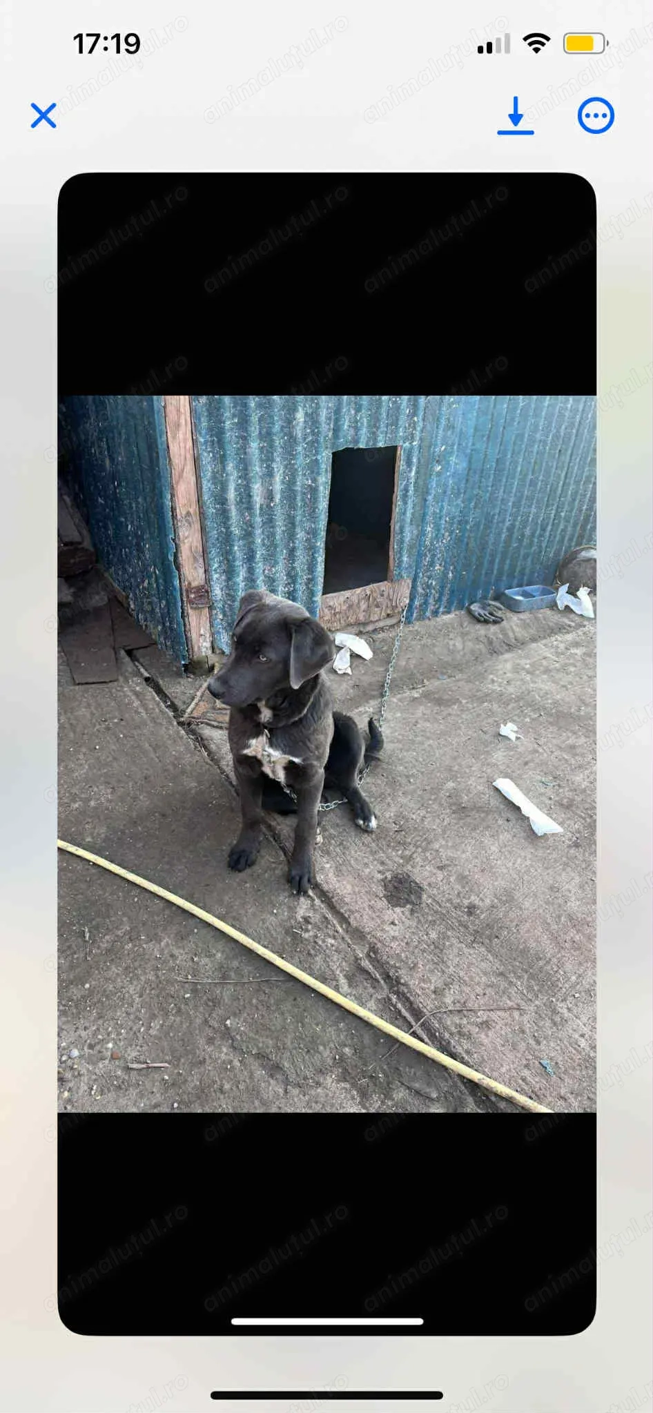 Donez câine  vaccinurile făcute 