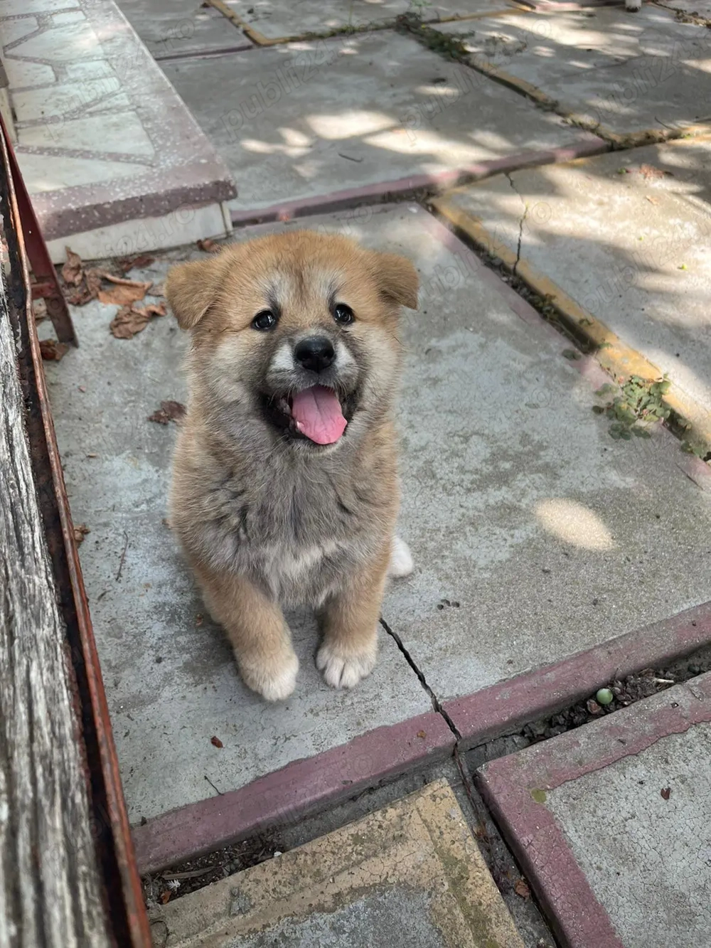 Akita inu japonez  Akita inu japonez