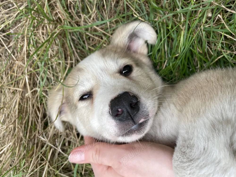 Pentru Adopție Cățel talie Medie  Pentru Adopție Cățel talie Medie