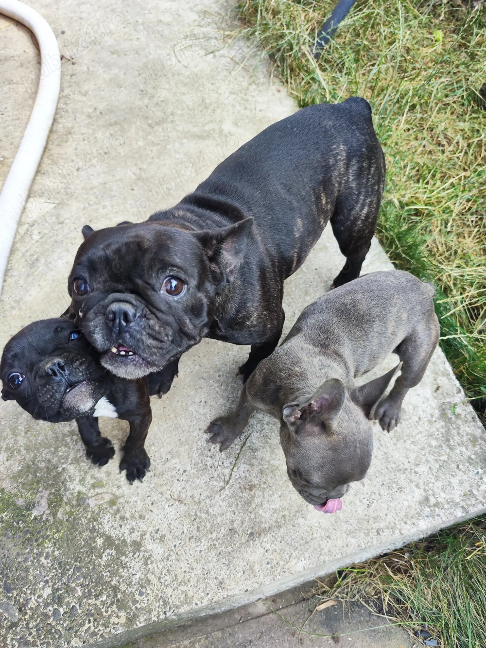 Bulldog francez doua femele