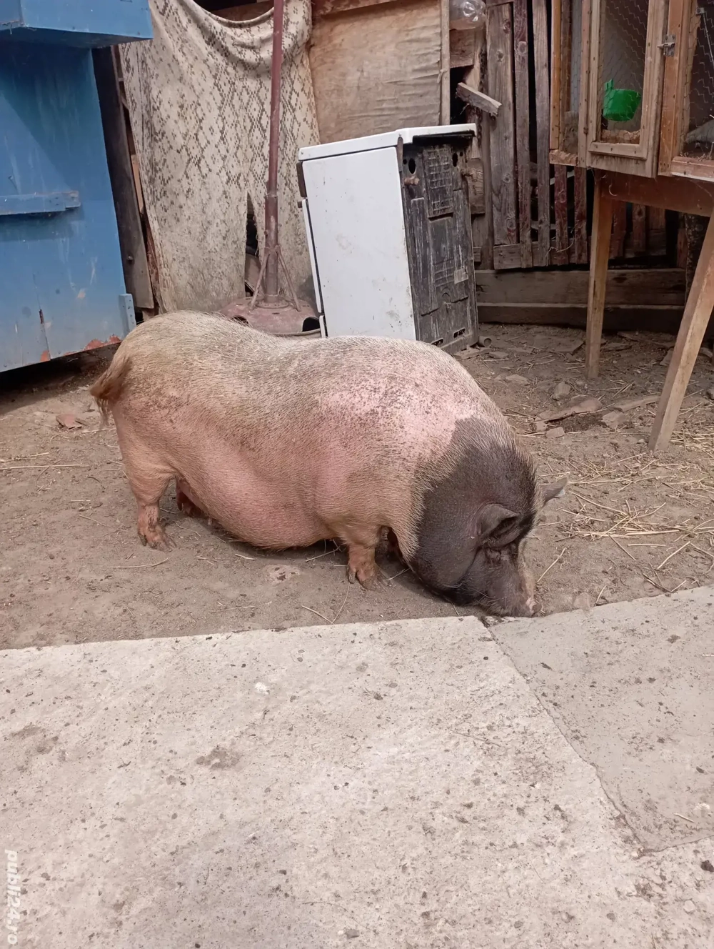 Vand scroafa vietnameza