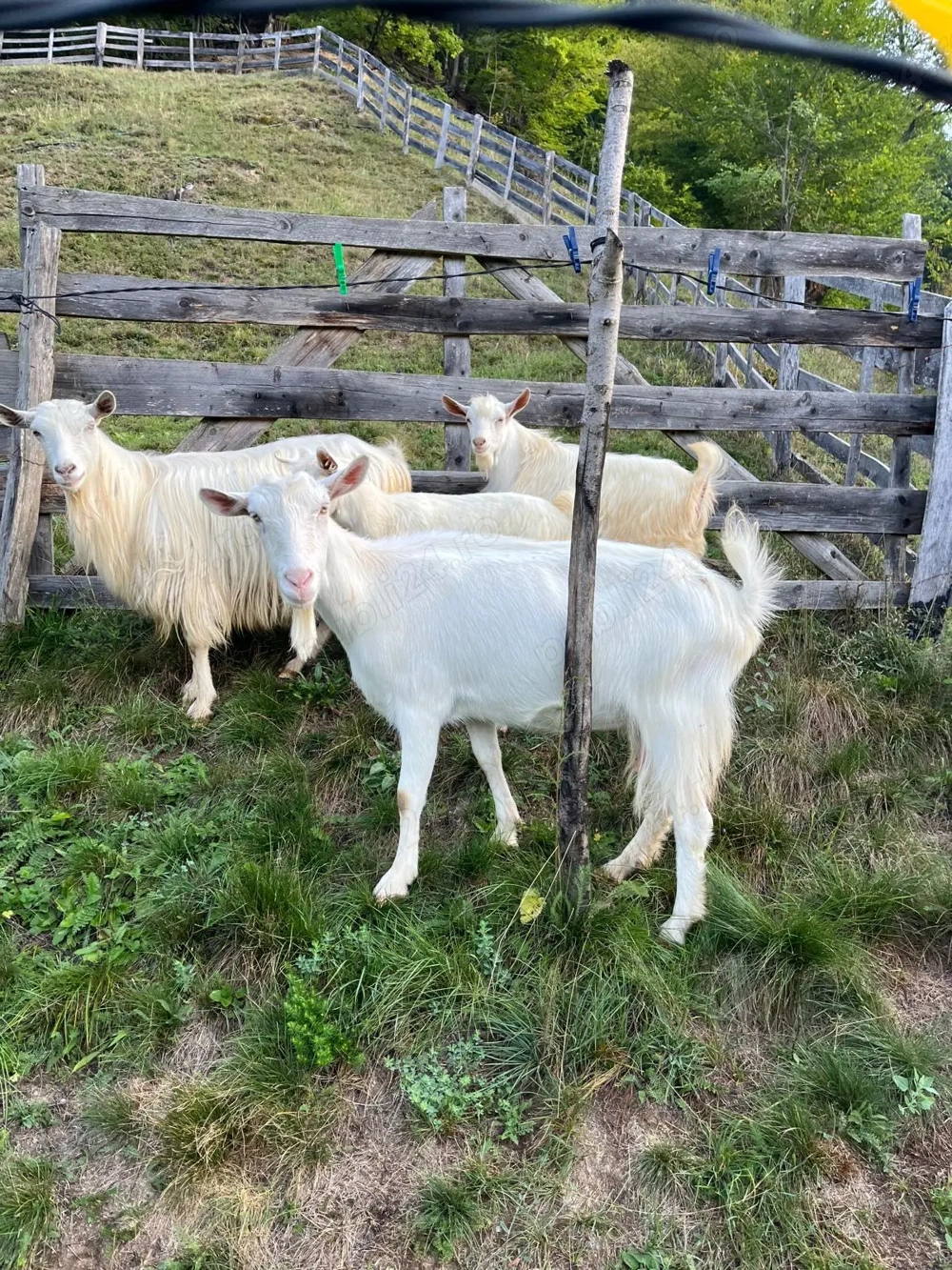 Vând 30 oi și un berbec! 