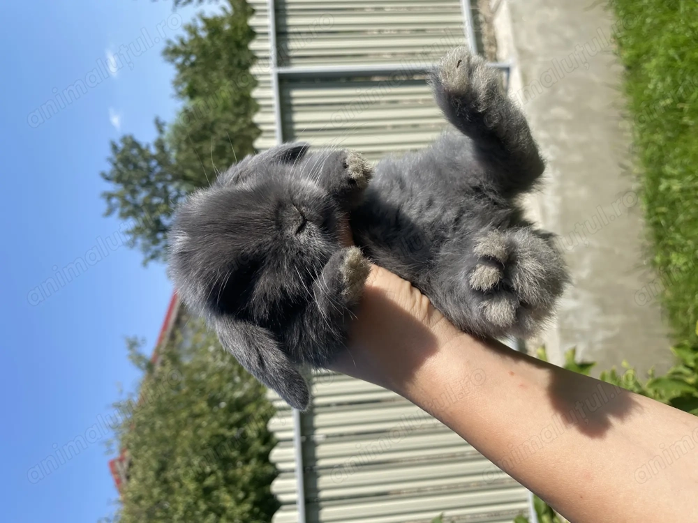 Iepuri pitici de companie Mini Lop
