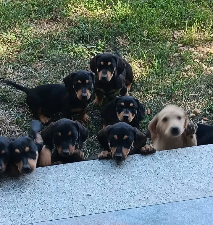 Căței rasă Teckel, caută stăpâni dedicați 