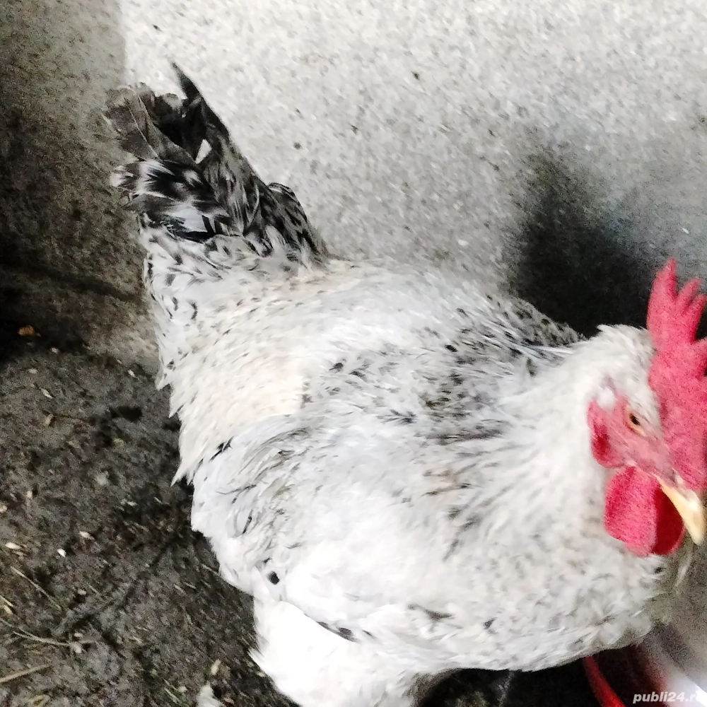 COCOȘi de rasă mare 