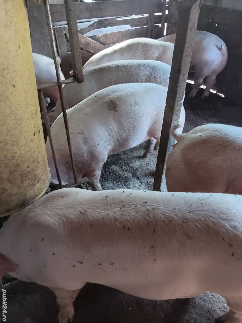 Porci De Carne Rasa Pic 100-200 kg Porci De Carne Rasa Pic 100-200 kg