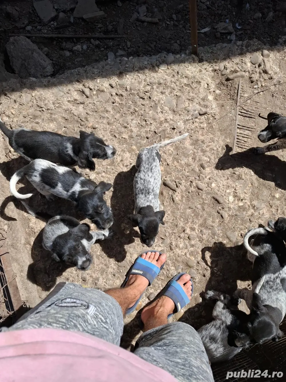 catei brac german catei brac german