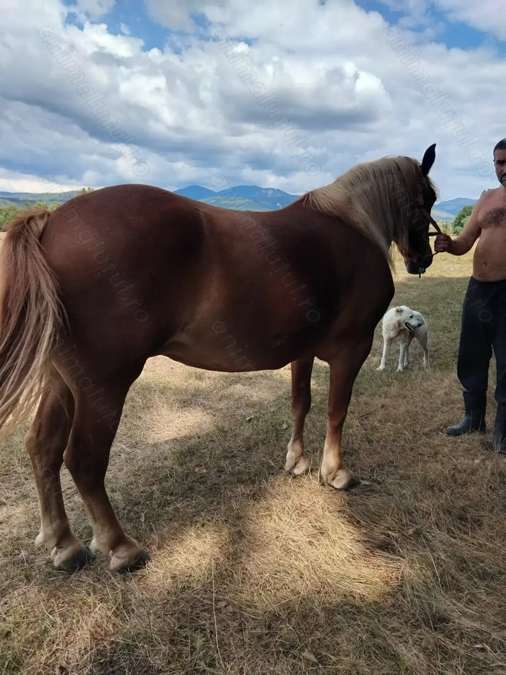 De vanzare manza De vanzare manza