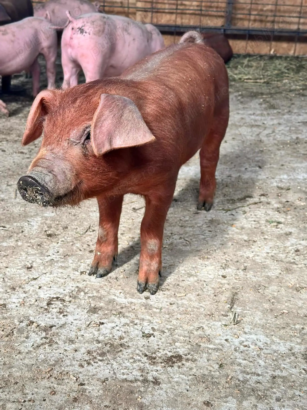 Purceii Duroc rasa pura