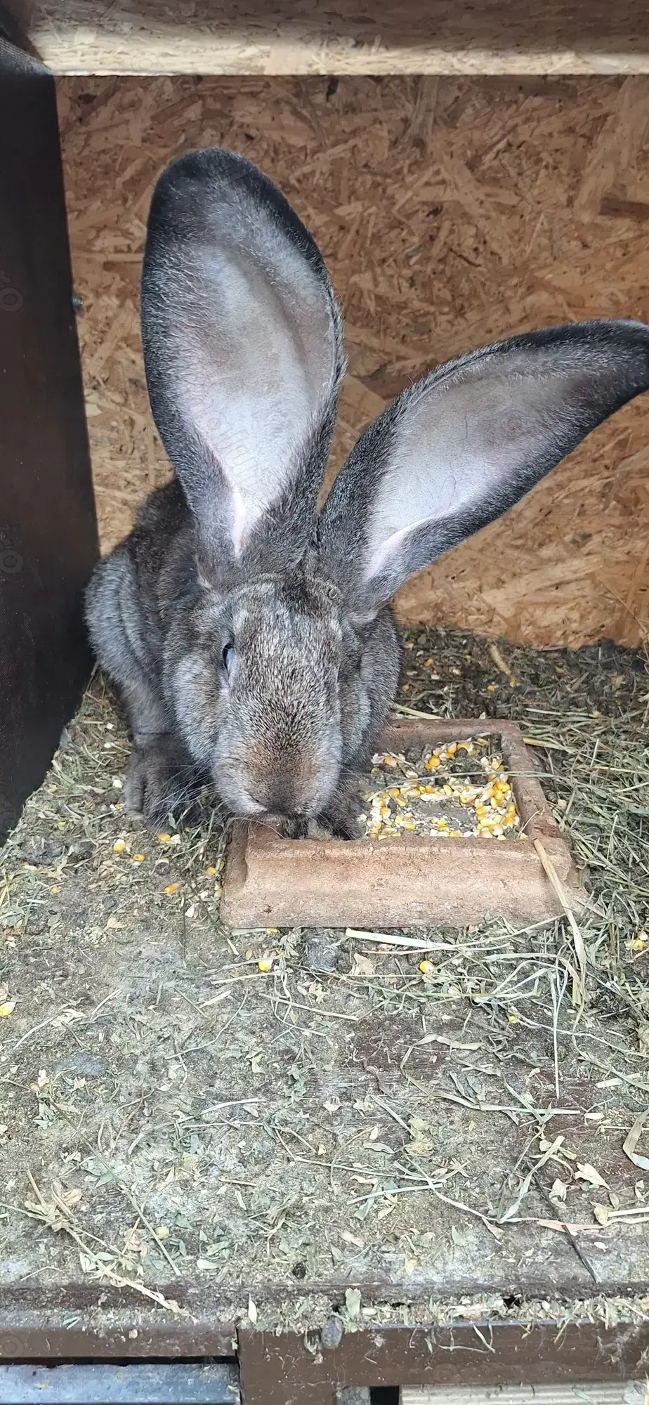 Iepuri urias german  de vanzare