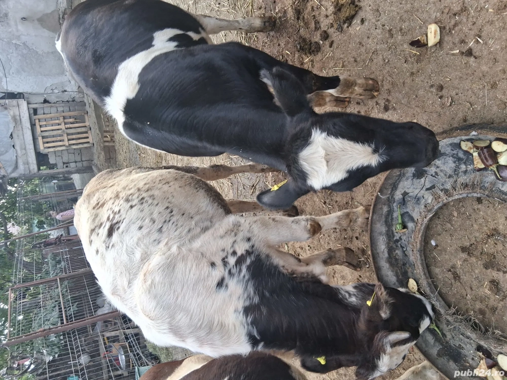 Vand vacii Vand vacii