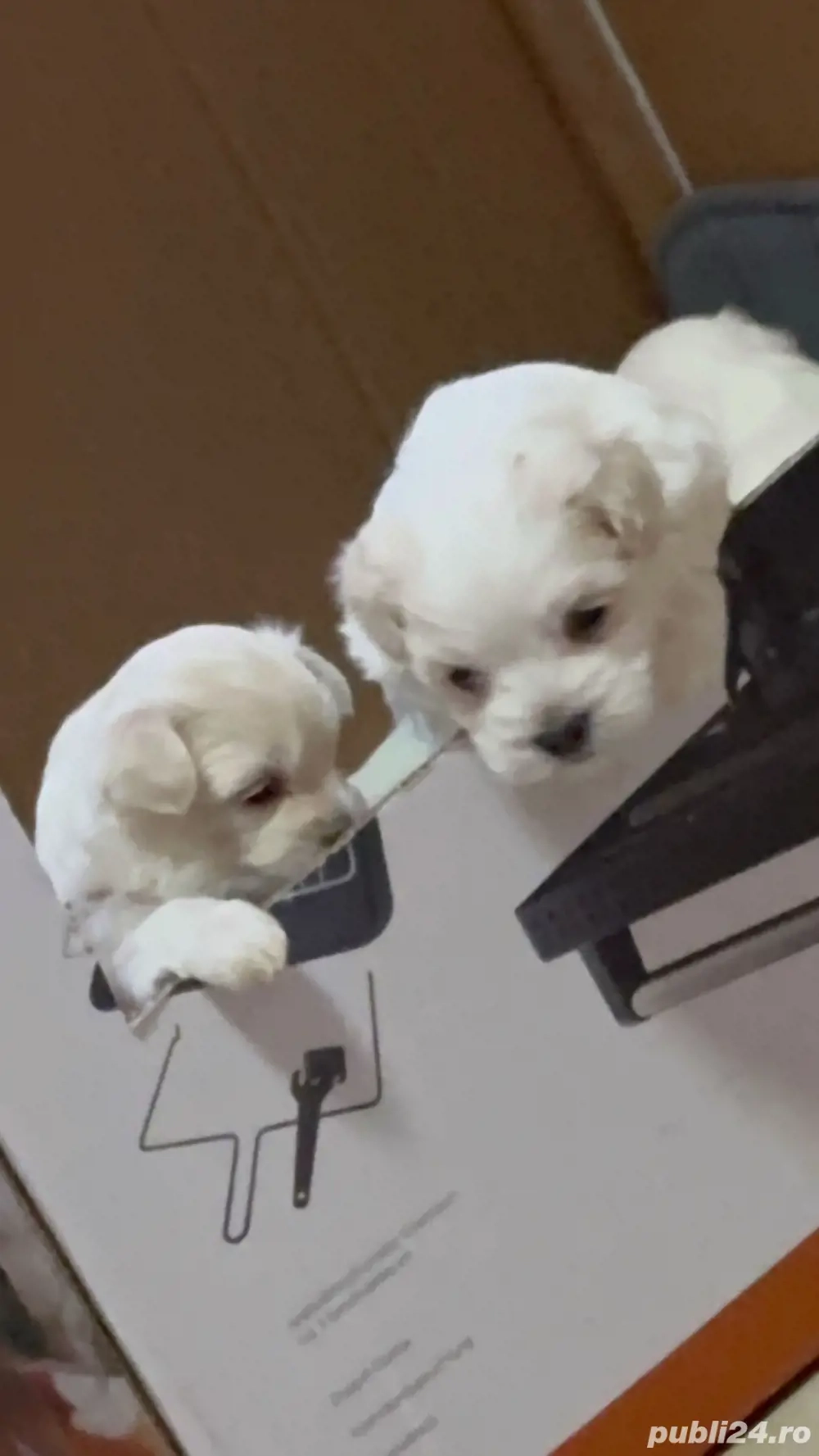 bichoni mini toy bichoni mini toy