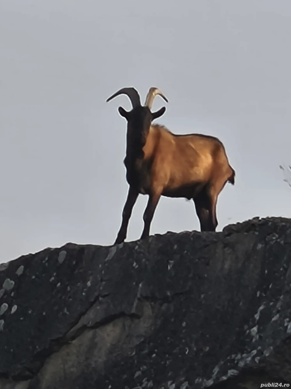 țap alpin francez țap alpin francez