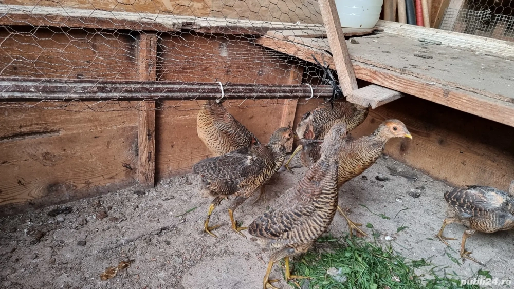 vând pui de fazan auriu pe roșu si galben 