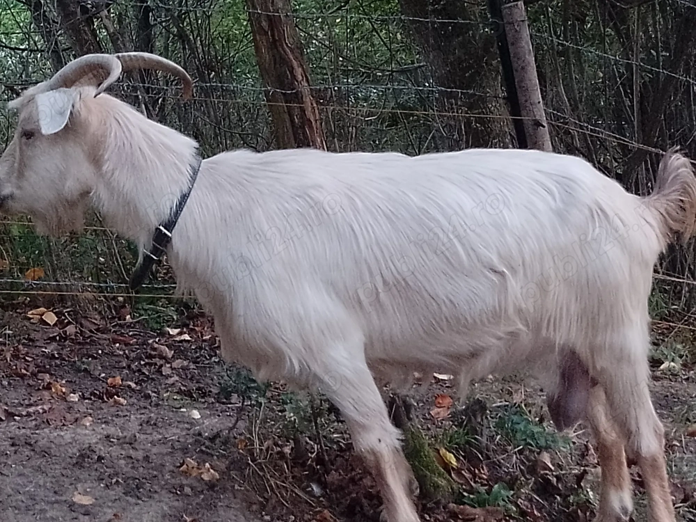 De vânzare o capră și o iada De vânzare o capră și o iada
