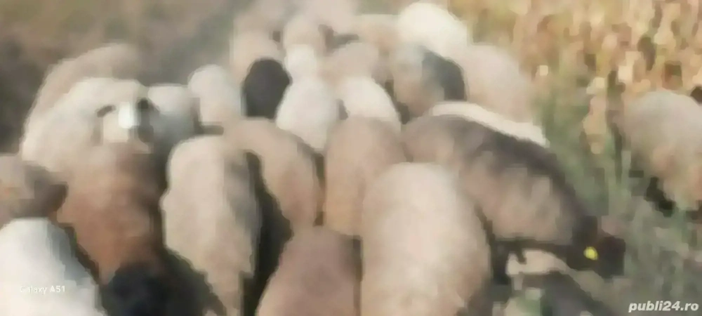 Berbecuți și oi cu mieluțe