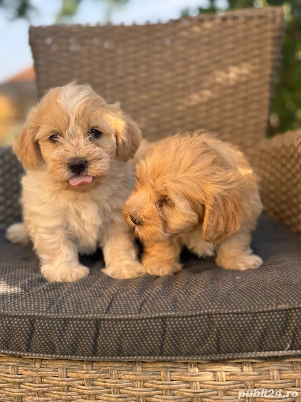 Bichon Auriu  Maltipoo
