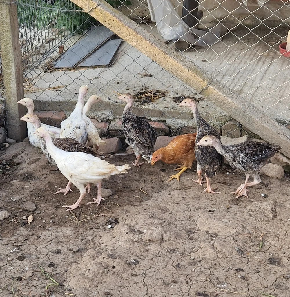 Vând pui de curca Românești  Vând pui de curca Românești