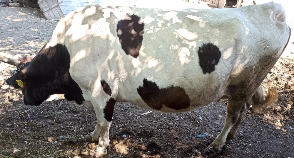 Vaca gestanta de vanzare