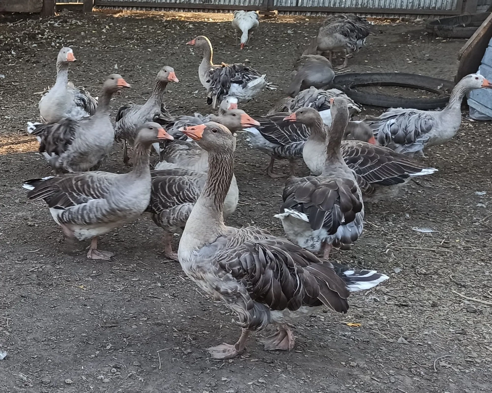 Vand gaste din aprilie 2024