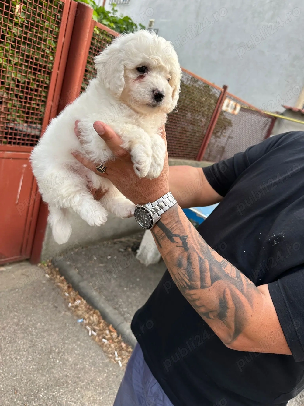 Bichon Frise 6 sapt ! Bichon Frise 6 sapt !