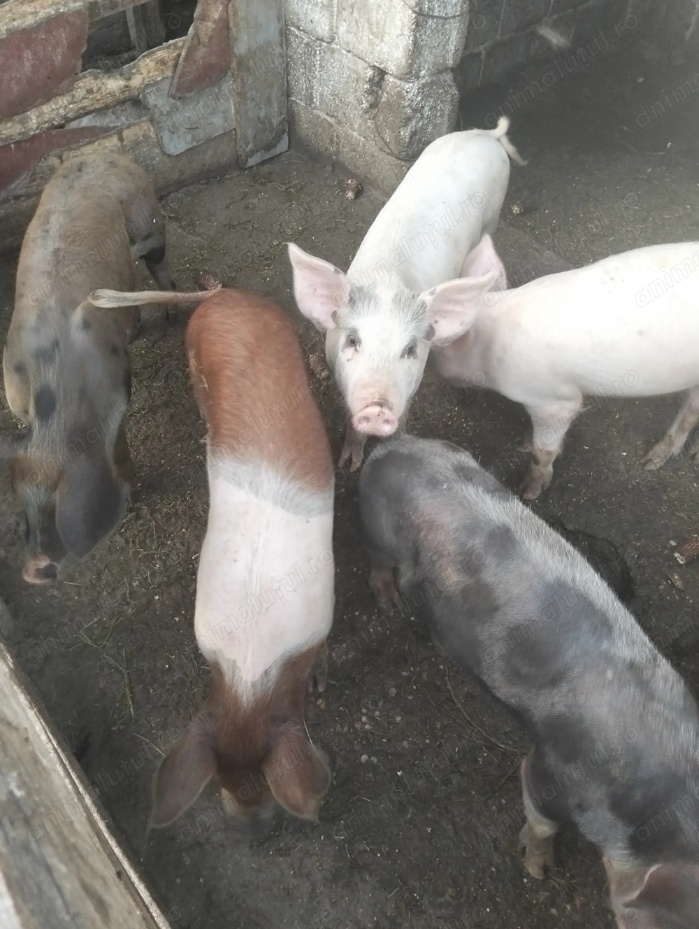 Vând purcei  Vând purcei