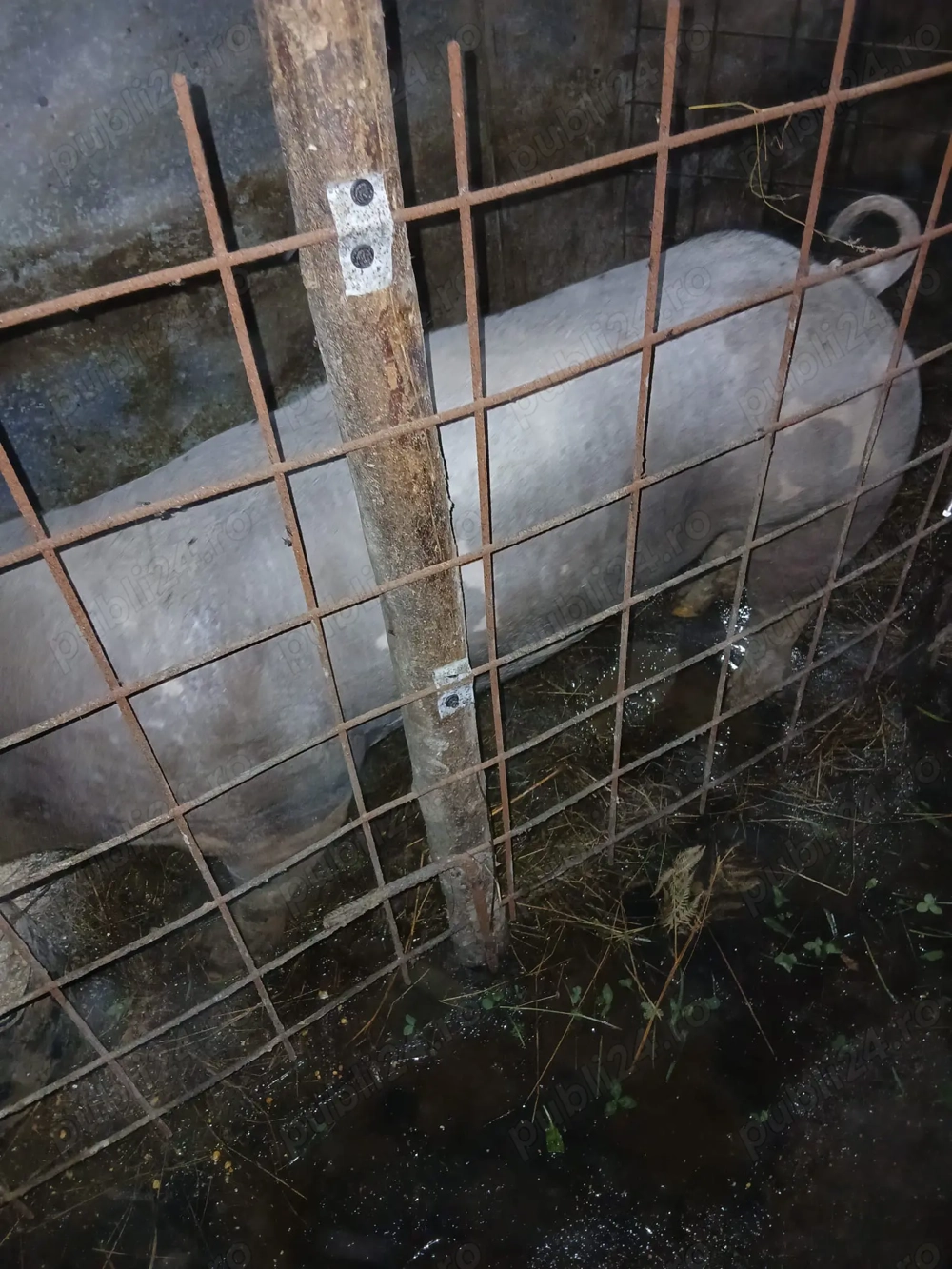 Vând vier pietrean belgian 