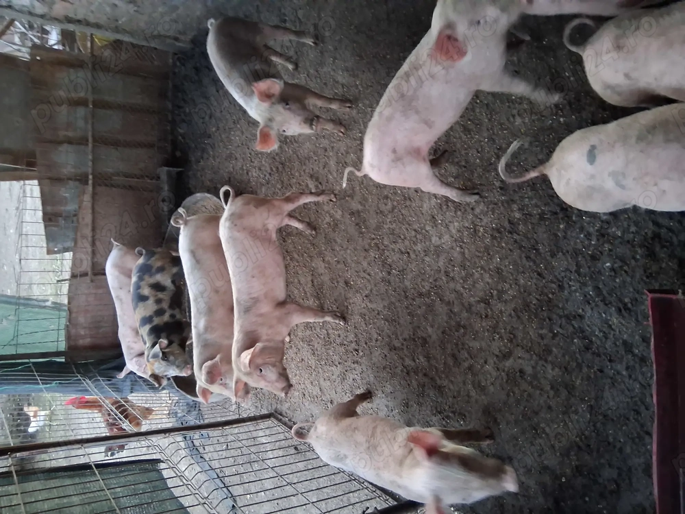 Vând purcei  Vând purcei