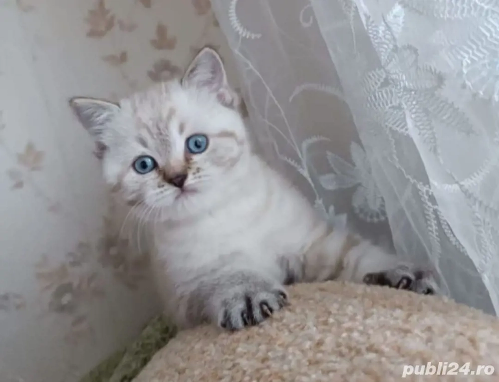 Radgoll cu ochii albaștri 