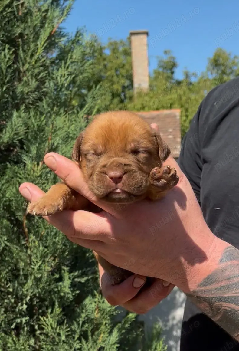 Pui Dog de Bordeaux cu pedigree   născuți pe 16 august