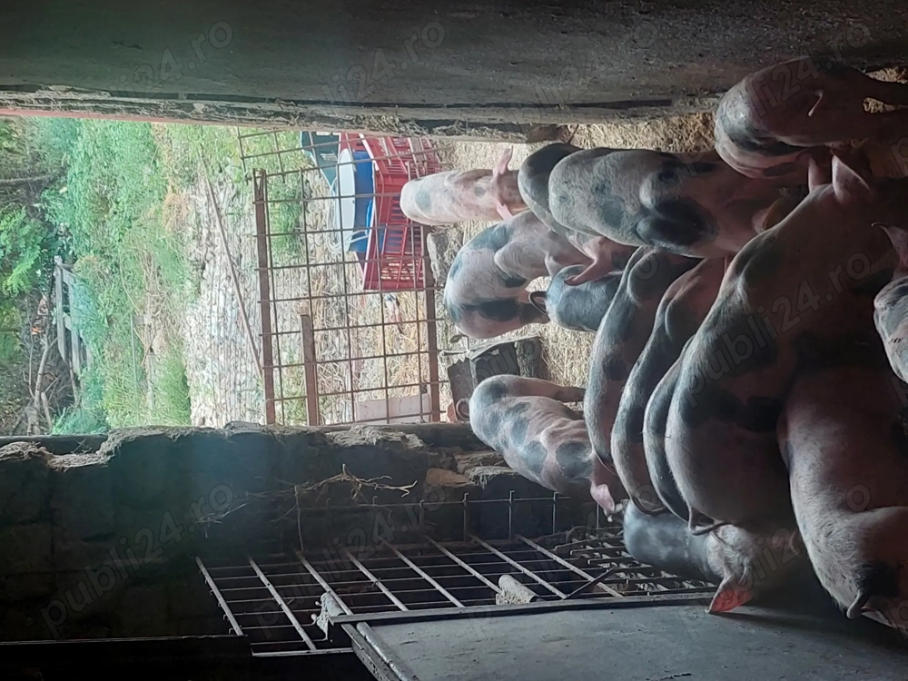 Purcei pietran pur 20-25kg