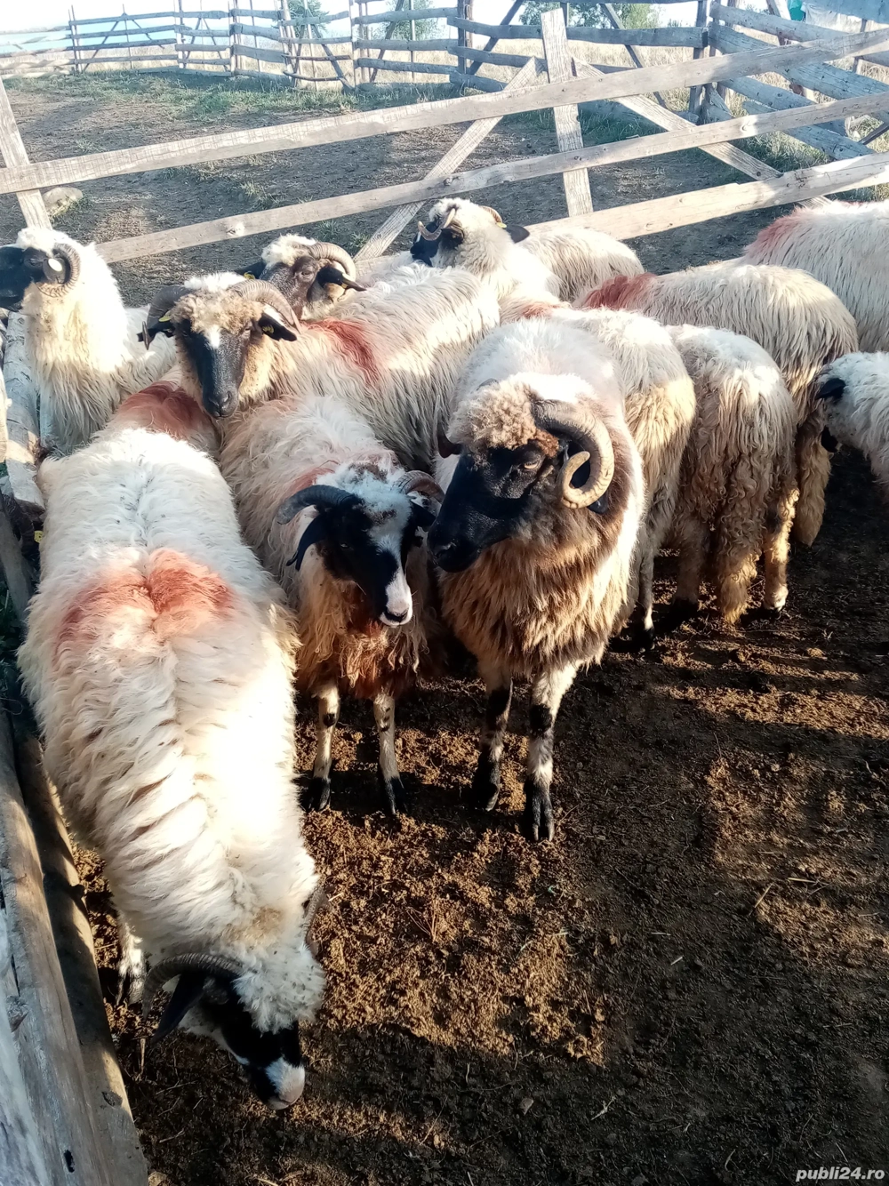 Oi de vânzare  Oi de vânzare