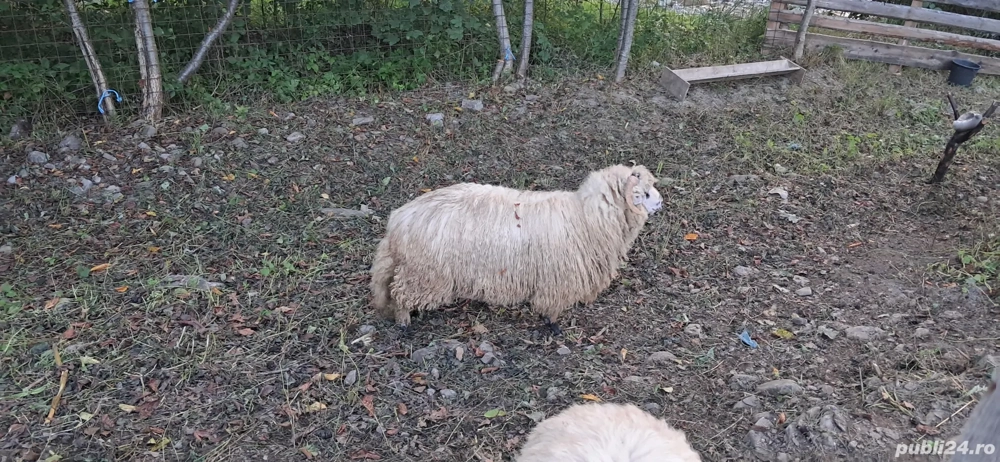 Vînd Berbeci Vînd Berbeci