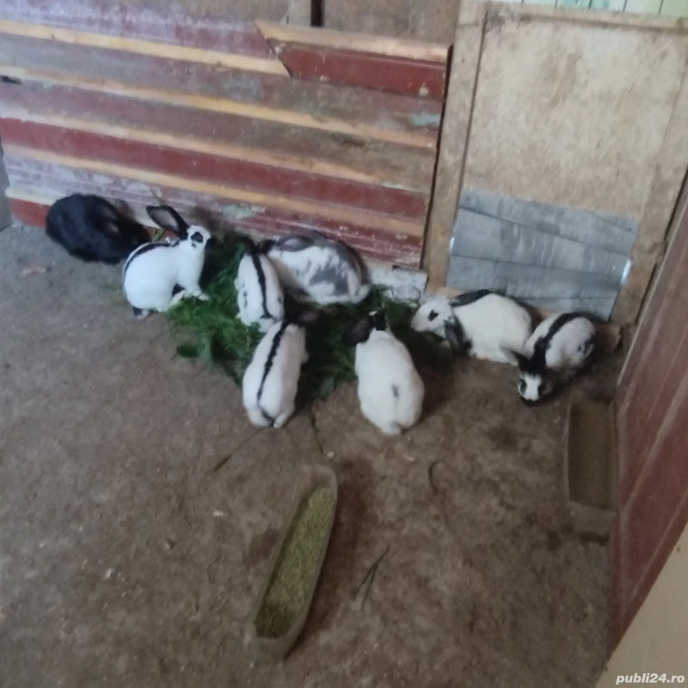 iepuri fluture german