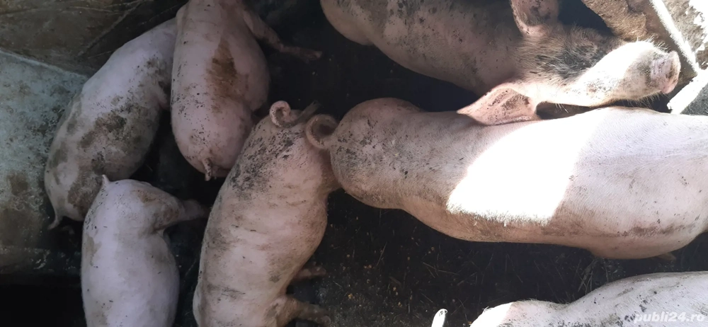 purcei de vanzare purcei de vanzare