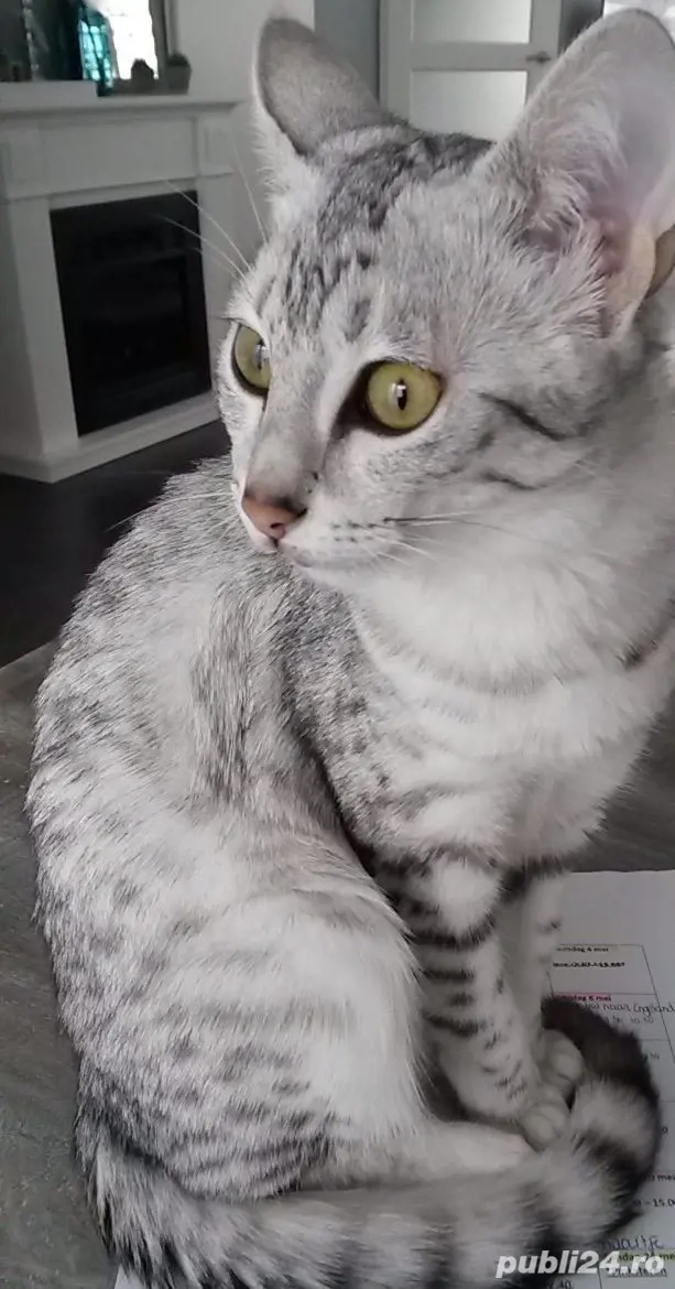 British Shorthair 5 luni 