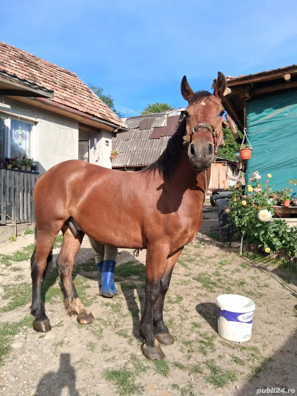 Cal de vanzare, si usor negociabil