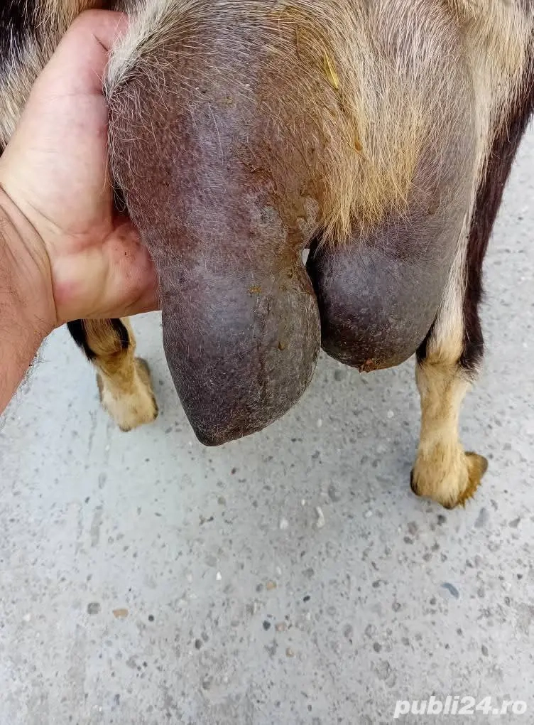 Vând 20 capre și 10 iezi